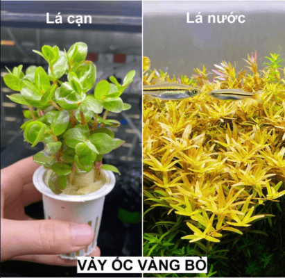 Cây vảy ốc vàng