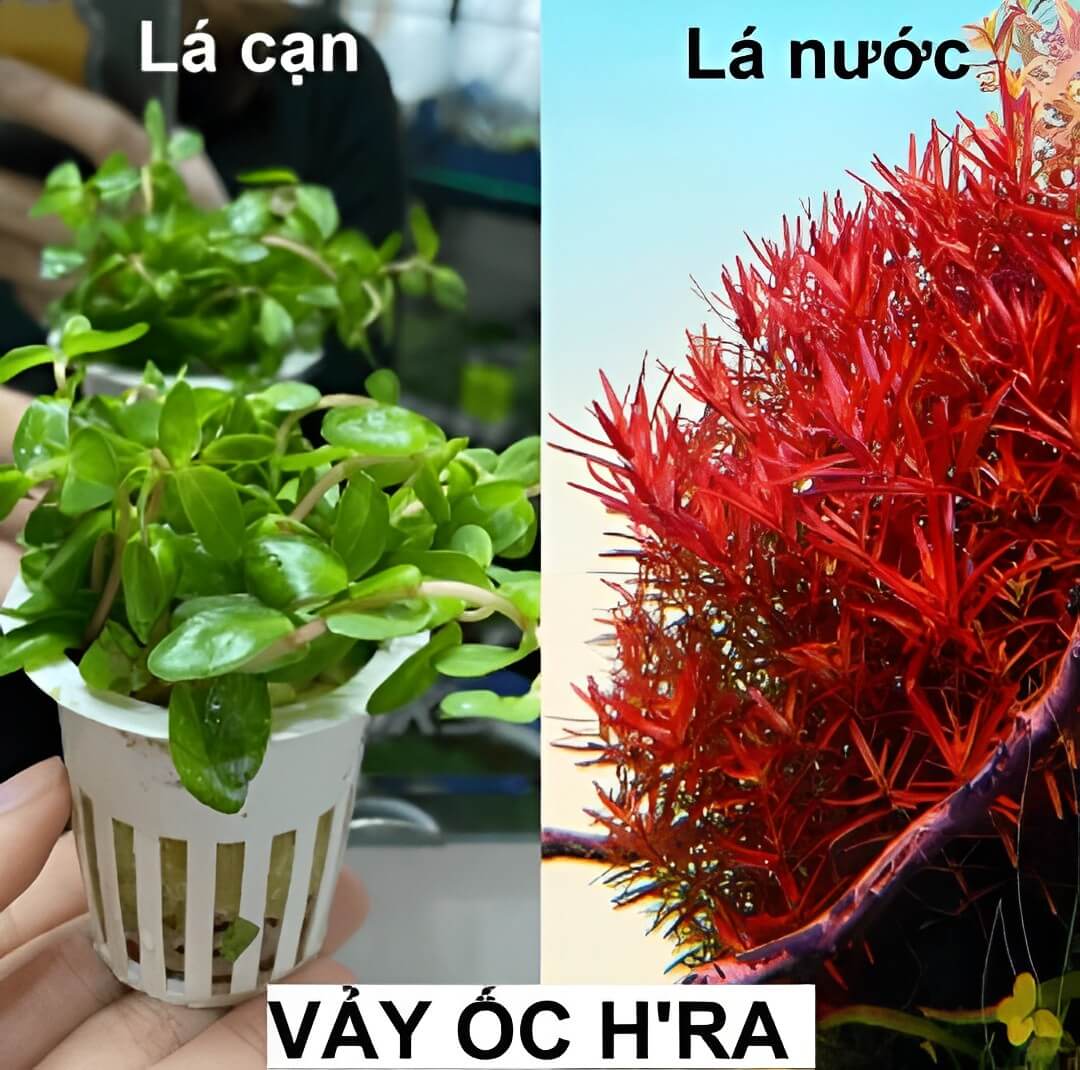 Giới thiệu về Cây Vảy ốc H’ra