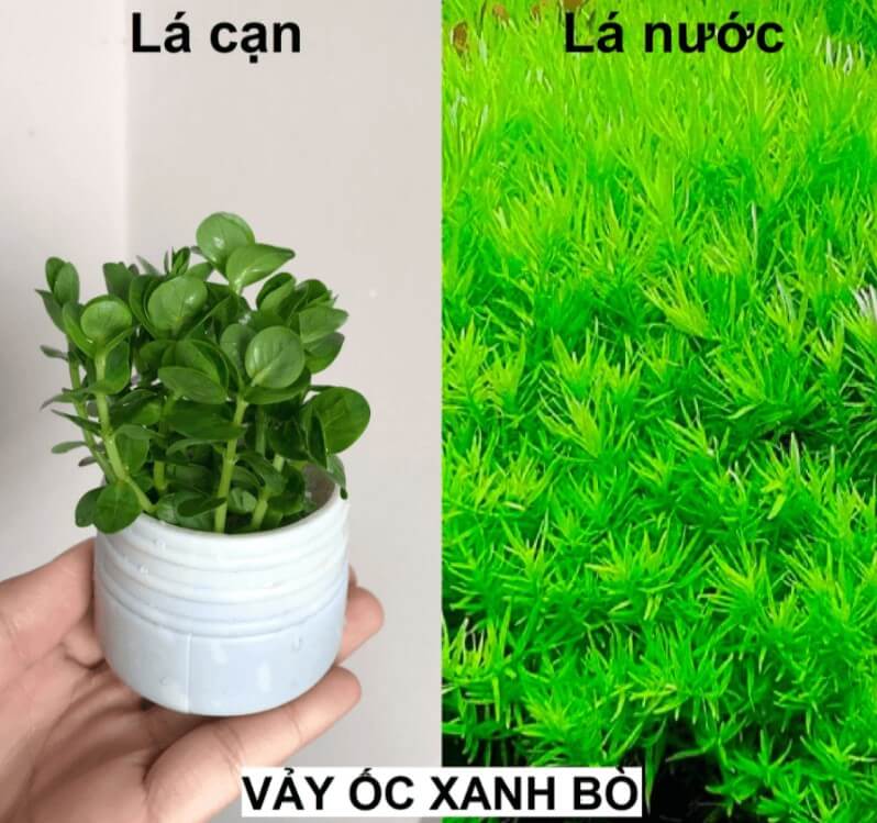 Tìm hiểu về Cây vảy ốc xanh