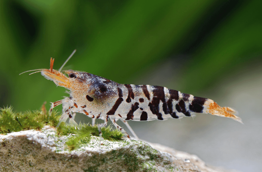 Tìm hiểu về Tép thanh mai